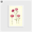 アートポストカード-Dianthus caryophyllus
 - マリア ジビーラ メーリアン Postcard.