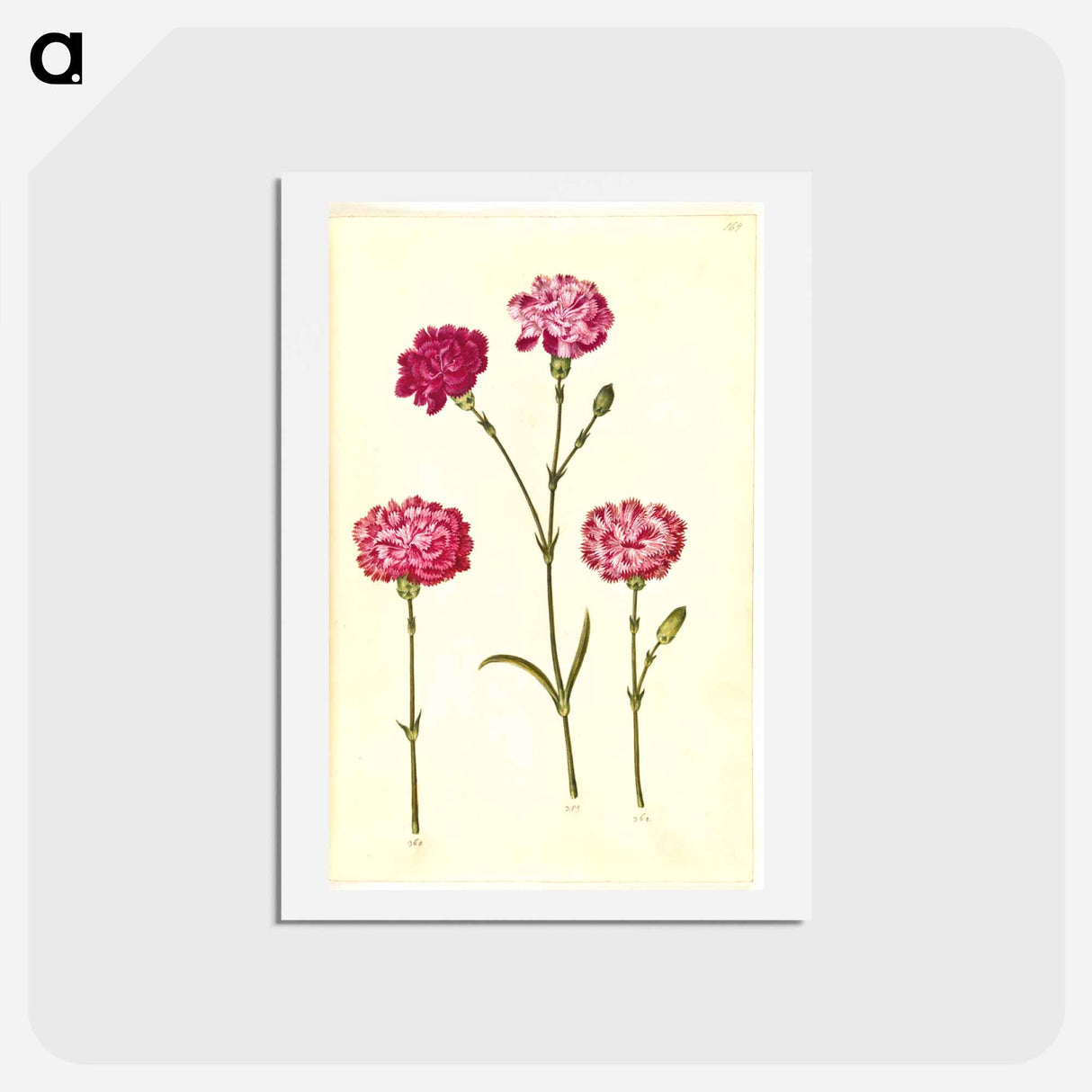 アートポストカード-Dianthus caryophyllus
 - マリア ジビーラ メーリアン Postcard.