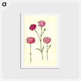 アートポストカード-Dianthus caryophyllus
 - マリア ジビーラ メーリアン Postcard.