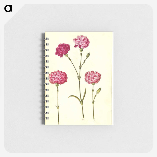 1-48_Maria-Sibylla-Merian_memo