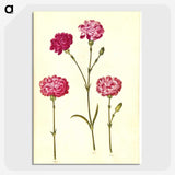 1-48_Maria-Sibylla-Merian_picture-crop