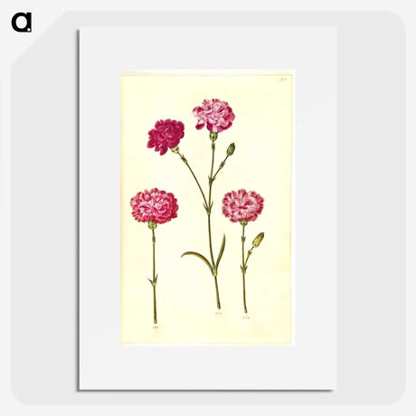 1-48_Maria-Sibylla-Merian_picture
