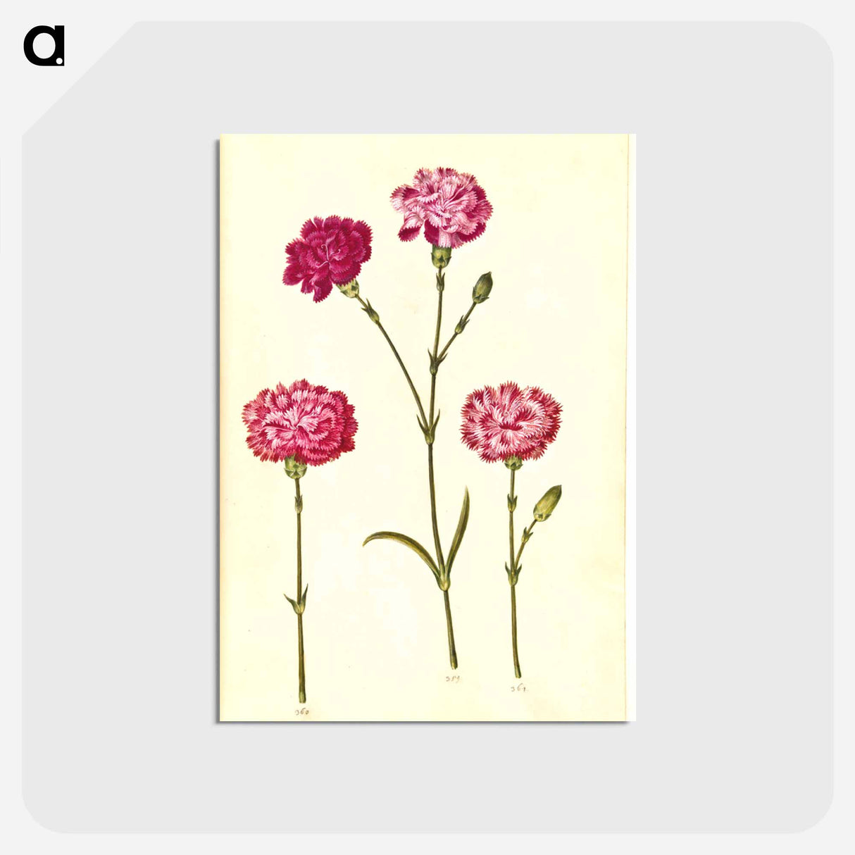 アートポストカード-Dianthus caryophyllus
 - マリア ジビーラ メーリアン Postcard.