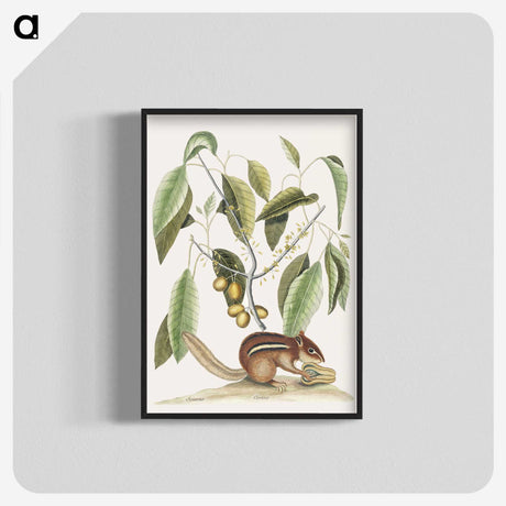 1-48_Mark-Catesby_blk-crop