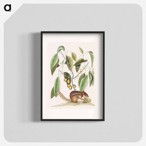アートポスター-Ground Squirrel
 - マーク ケイツビー Poster.