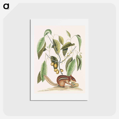 アートポストカード-Ground Squirrel
 - マーク ケイツビー Postcard.