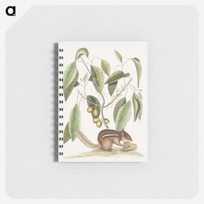 1-48_Mark-Catesby_memo