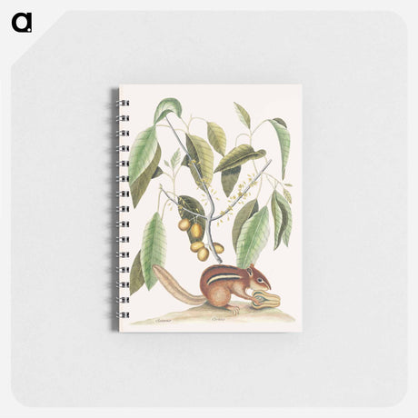 アートメモ帳-Ground Squirrel
 - マーク ケイツビー Memo.