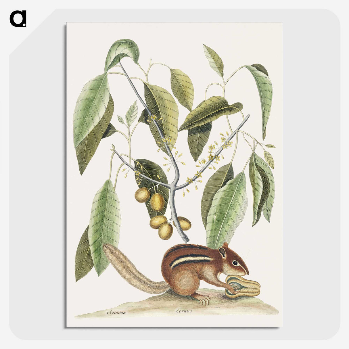 1-48_Mark-Catesby_picture-crop