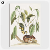 1-48_Mark-Catesby_picture-crop
