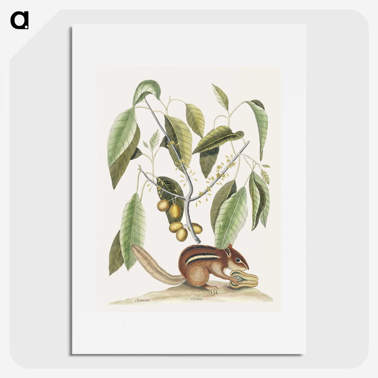 1-48_Mark-Catesby_picture