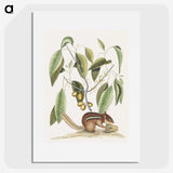 1-48_Mark-Catesby_picture