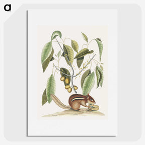 1-48_Mark-Catesby_picture