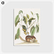1-48_Mark-Catesby_postcard
