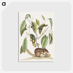 1-48_Mark-Catesby_postcard