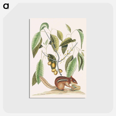 アートポストカード-Ground Squirrel
 - マーク ケイツビー Postcard.