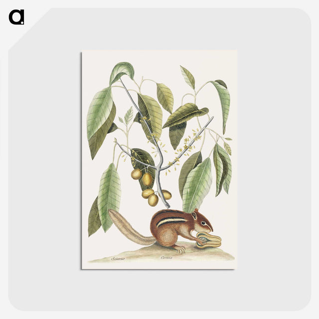 1-48_Mark-Catesby_postcard