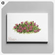 1-48_Mary-Vaux-Walcott_canvas