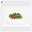 1-48_Mary-Vaux-Walcott_picture