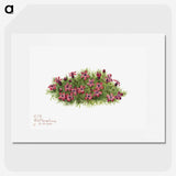 1-48_Mary-Vaux-Walcott_picture