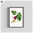 アートポスター-Ficus carica
 - 薬用植物学 Poster.