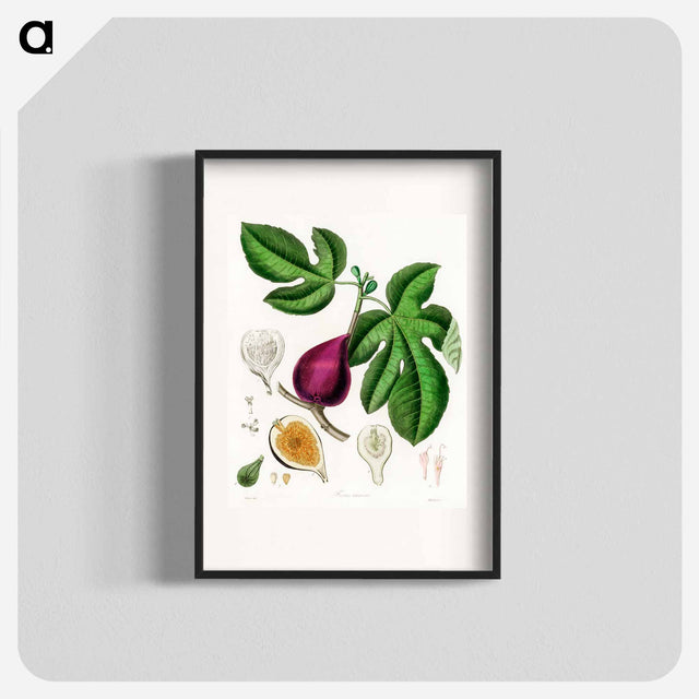 アートポスター-Ficus carica
 - 薬用植物学 Poster.