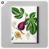 アートパネル-Ficus carica
 - 薬用植物学 Canvas.