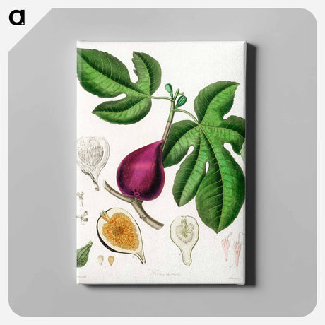 アートパネル-Ficus carica
 - 薬用植物学 Canvas.