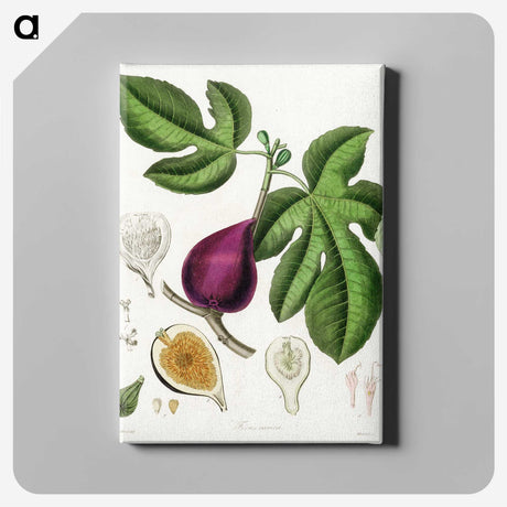 1-48_Medical-Botany_canvas