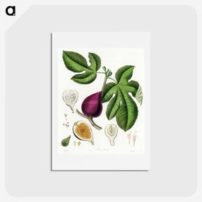 1-48_Medical-Botany_hagaki