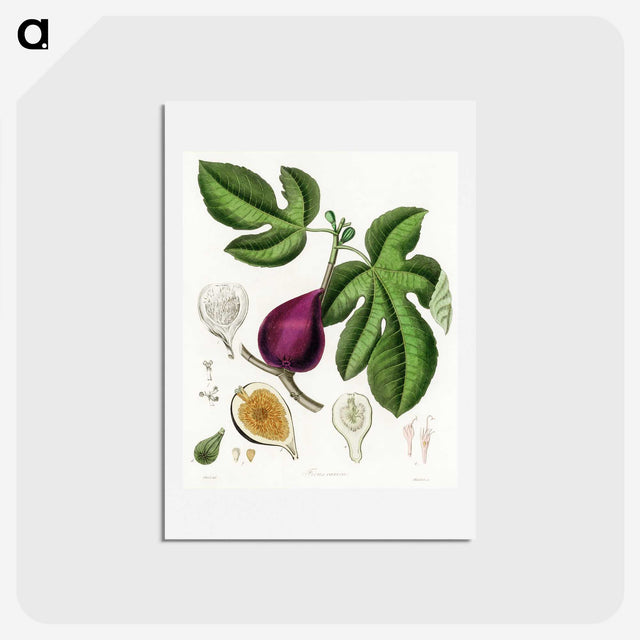 1-48_Medical-Botany_hagaki