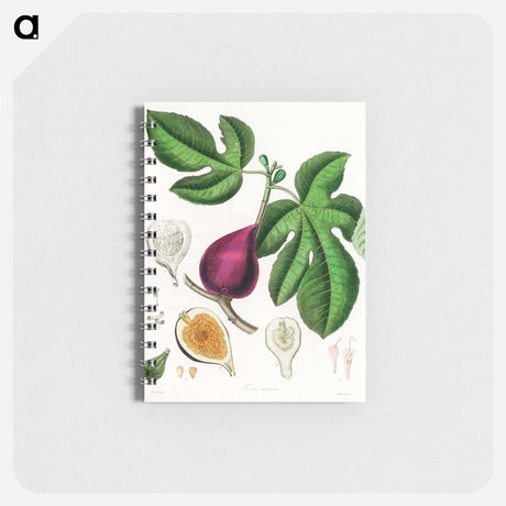 アートメモ帳-Ficus carica
 - 薬用植物学 Memo.