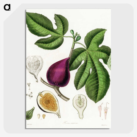 1-48_Medical-Botany_picture-crop