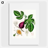 アートポスター-Ficus carica
 - 薬用植物学 Poster.