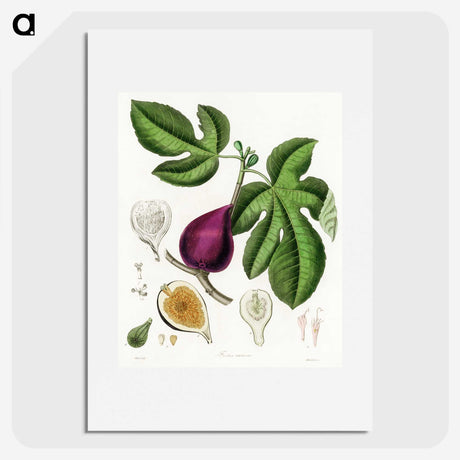 1-48_Medical-Botany_picture