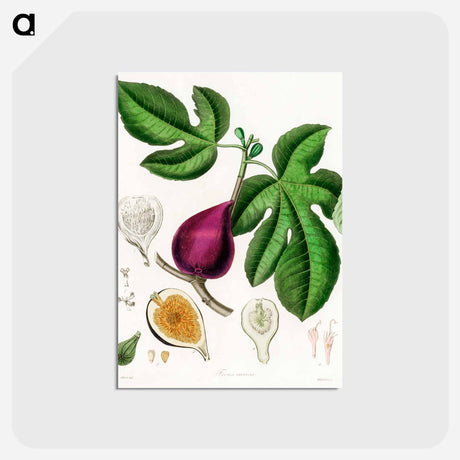 アートポストカード-Ficus carica
 - 薬用植物学 Postcard.