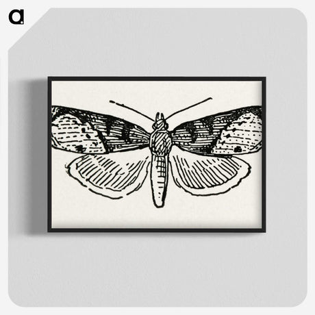 1-48_Moths-and-Butterflies-of-the-United-States_blk-crop