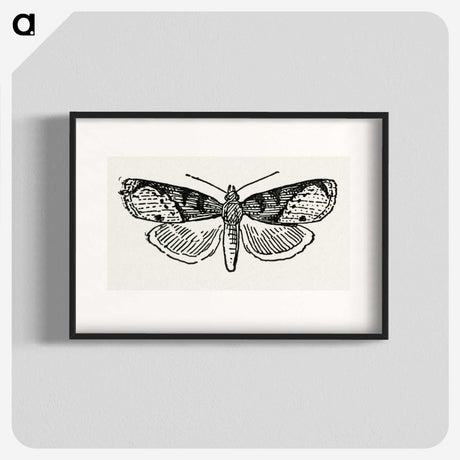 1-48_Moths-and-Butterflies-of-the-United-States_blk