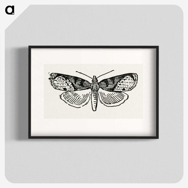 1-48_Moths-and-Butterflies-of-the-United-States_blk