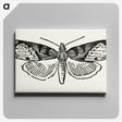 1-48_Moths-and-Butterflies-of-the-United-States_canvas