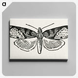1-48_Moths-and-Butterflies-of-the-United-States_canvas