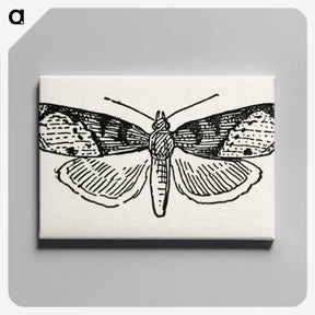 1-48_Moths-and-Butterflies-of-the-United-States_canvas