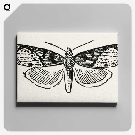 1-48_Moths-and-Butterflies-of-the-United-States_canvas