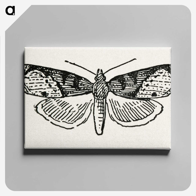 1-48_Moths-and-Butterflies-of-the-United-States_canvas