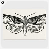 1-48_Moths-and-Butterflies-of-the-United-States_picture-crop