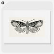 1-48_Moths-and-Butterflies-of-the-United-States_picture