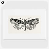 1-48_Moths-and-Butterflies-of-the-United-States_picture