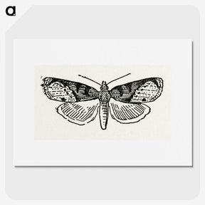 1-48_Moths-and-Butterflies-of-the-United-States_picture