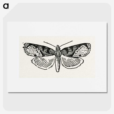 1-48_Moths-and-Butterflies-of-the-United-States_picture
