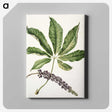 1-48_Native-Flowering-Plants-of-New-Zealand_canvas